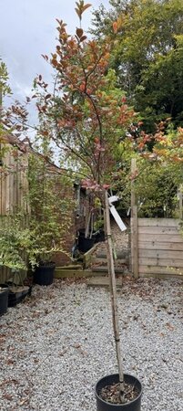 Lagerstroemia Indica Coccinea 18L