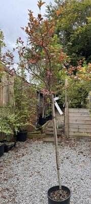 Lagerstroemia Indica Coccinea 18L