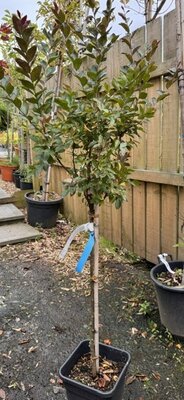 Lagerstroemia Indica - 'Double Feature' 1/2 Std 11L