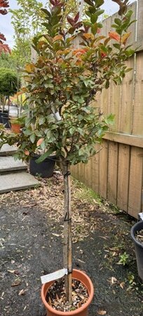 Lagerstroemia Indica - 'Double Feature' 1/2 Std 12L