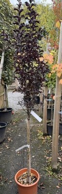 Lagerstroemia Indica - 'Raspberry Sorbet' 1/2 Std 12L