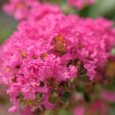 Lagerstroemia Indica Raspberry Sorbet® - 9L