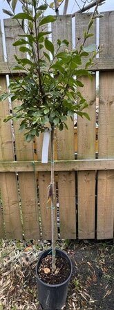 Lagerstroemia Indica Rosea Grassi 1/2 Std 10L