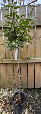 Lagerstroemia Indica Violacea Grassi 1/2 Std 10L