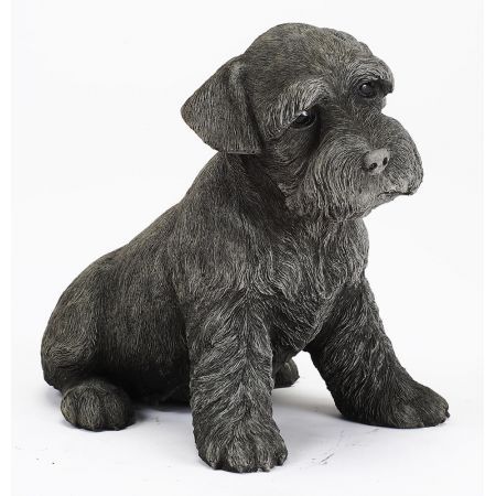 Large Schnauzer