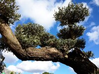 Large Specimen Plants