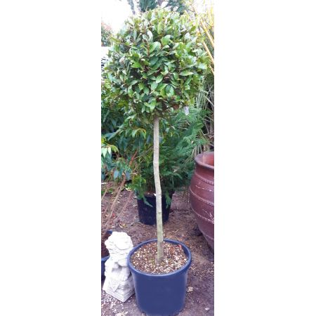 Laurus Nobilis (Bay Tree) - 1/2 Std - 30L