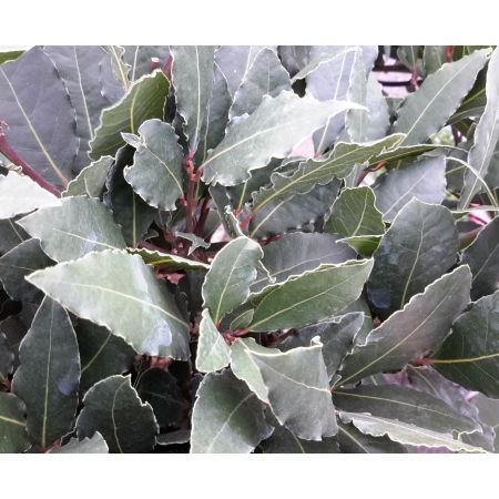Laurus Nobilis (Bay Tree) - 1/2 Std - 6L - 75cm clear stem - image 2