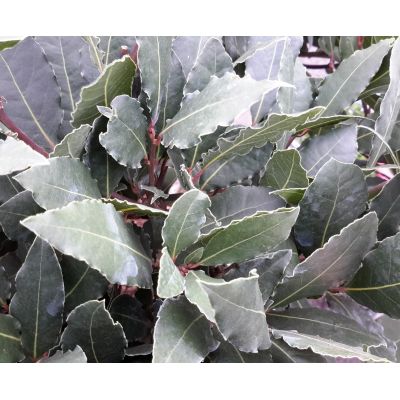 Laurus Nobilis (Bay Tree) - 1/2 Std - 6L - 75cm clear stem - image 2