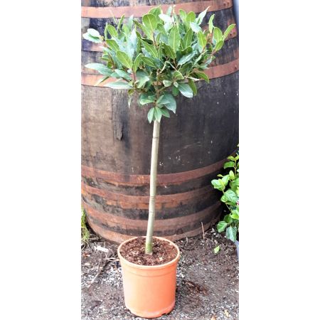 Laurus Nobilis (Bay Tree) - 1/2 Std - 6L - 75cm clear stem - image 1
