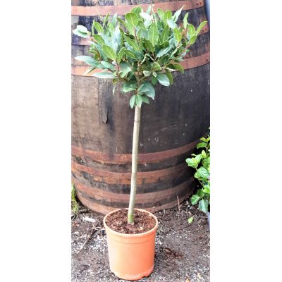 Laurus Nobilis (Bay Tree) - 1/2 Std - 6L - 75cm clear stem