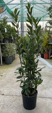 Laurus Nobilis (Bay Tree) - 3L - 90cm