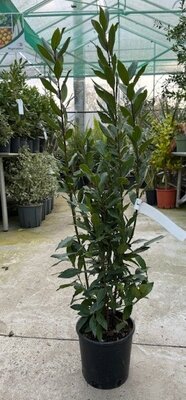 Laurus Nobilis (Bay Tree) - 3L - 90cm