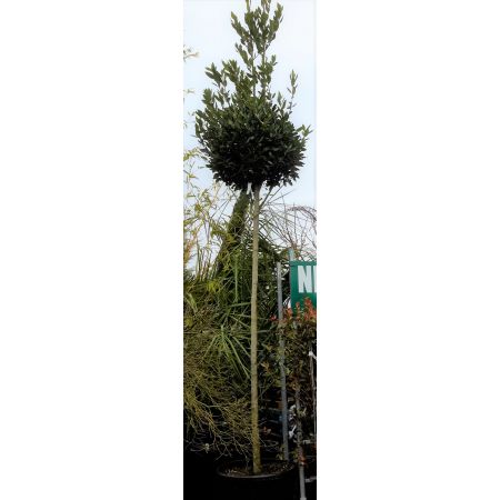 Laurus Nobilis (Bay Tree) - Ball Head - 4m - image 1