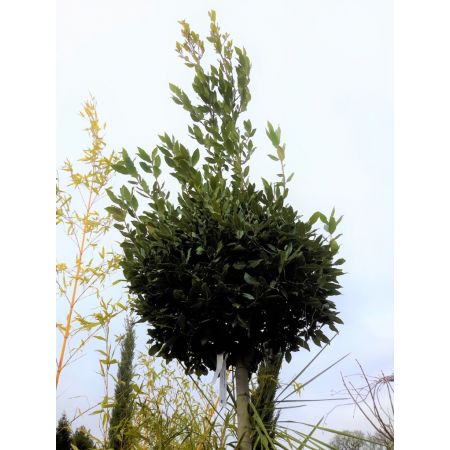 Laurus Nobilis (Bay Tree) - Ball Head - 4m - image 3