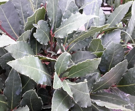 Laurus Nobilis (Bay Tree) - Half Std. - 18L - 1m clear stem