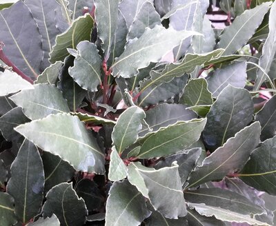 Laurus Nobilis (Bay Tree) - Half Std. - 18L - 1m clear stem