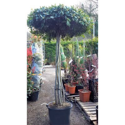 Laurus Nobilis (Bay Tree) - Umbrella - 50L