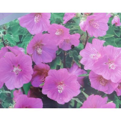 Lavatera Bredon Springs 2L (Mallow)