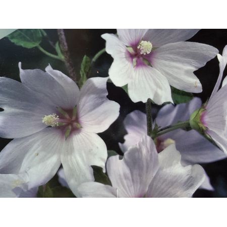 Lavatera Olbia Barnsley Baby 2L (Mallow)