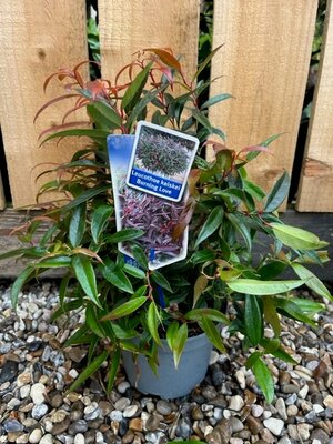 Leucothoe Burning Love 2L