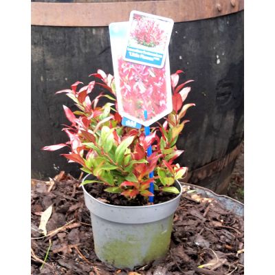 Leucothoe fontaineseana 'Little Flames' 2L