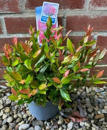 Leucothoe Little Flames 2L