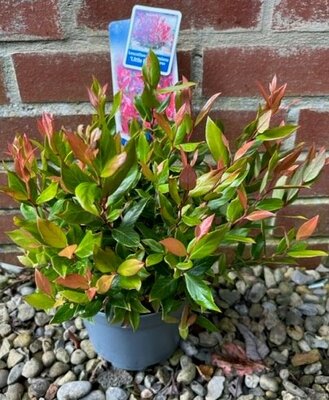 Leucothoe Little Flames 2L