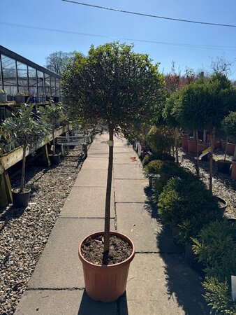 Ligustrum Japonicum Jonandrum 25L 1/2 Std