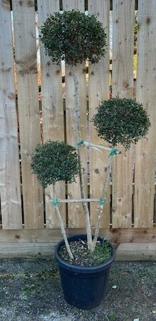Ligustrum Japonicum Jonandrum - 3 Balls Pom-Pom style - 25L
