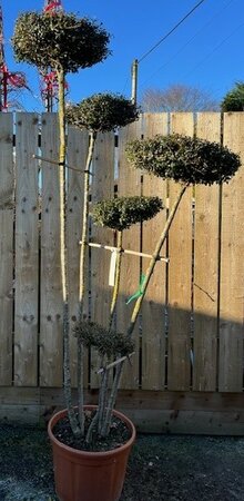 Ligustrum Japonicum Jonandrum - Pom-Pom style - 55L