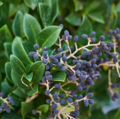 Ligustrum Japonicum Texanum - Pom-Pom style - 1.4m