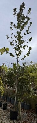 Liquidambar styraciflua -25L STD