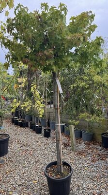 Liquidambar styraciflua - 35L 1/2std