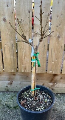 Liquidambar styraciflua 'Gumball' - 1/4 Std. - 15L