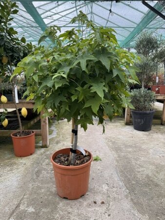 Liquidambar styraciflua 'Gumball'  - 1/4 Std. - 18L