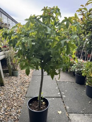 Liquidambar styraciflua 'Gumball' - 1/4 Std 5L