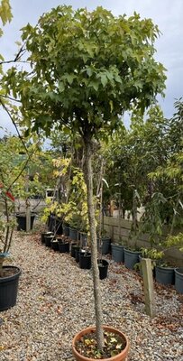 Liquidambar styraciflua 'Gumball' - 3/4 Std. - 30L - 1.5m