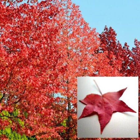Liquidambar styraciflua 'Gumball' - 3/4 Std. - 30L - 1.5m