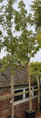 Liquidambar styraciflua 'Gumball' - 35L Std
