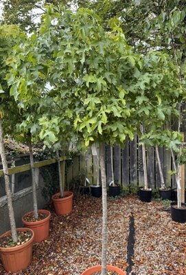 Liquidambar styraciflua 'Gumball' - Half Std - 30L
