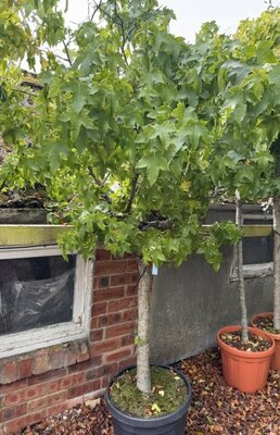 Liquidambar styraciflua 'Gumball' - Half Std - 80L - 2m