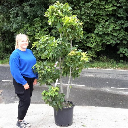 Liquidambar styraciflua 'Gumball' - Pom-pom style - 50L - 175cm - image 1