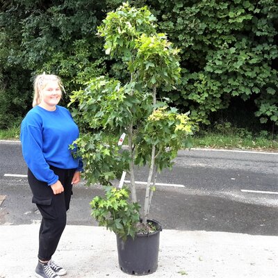 Liquidambar styraciflua 'Gumball' - Pom-pom style - 50L - 175cm