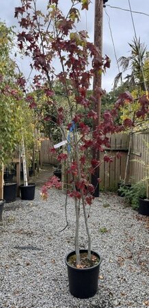 Liquidambar styraciflua - Multi stem - 25L - 225cm