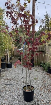 Liquidambar styraciflua - Multi stem - 25L - 225cm