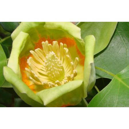 Liriodendron Tulipifera (Tulip Tree)