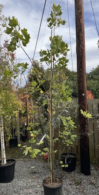 Liriodendron Tulipifera (Tulip Tree) 25L