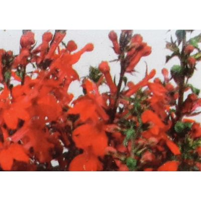 Lobelia Speciosa Starship 2L