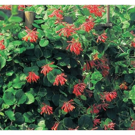 Lonicera brow. 'Dropmore Scarlet - image 1
